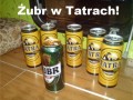 Żubr W Tatrach