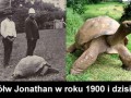 Żółt Jonathan Dobrze Się Trzyma 