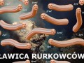 Ławica Rurków