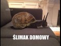 Ślimak Domowy