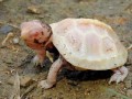 Żółwik Albinos