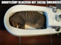 Śmierdziel