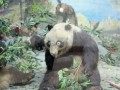 Źle Wypchana Panda