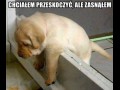 Śpiący Pies