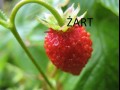 Żart Na Poziomie
