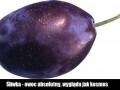 Śliwka Owoc Absolutny