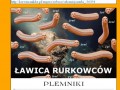 Janusz korwin mikke  poradnik wyznawcy