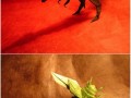 Origami