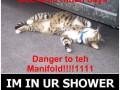 Lots of lol cats