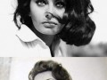 Sophia loren