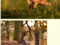 25 Niesamowitych fotografii zwierząt