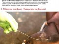 Krwiożercze potwory z naszej planety
