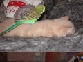Parrotampcatlivetogether