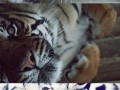 Awesome tigers