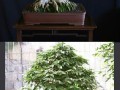 Drzewka bonsai kompilacja