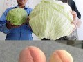Rośliny w pobliżu fukushimy 2 lata po katastrofie