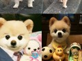 My name is shunsuke
