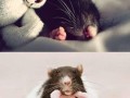 Sweet   