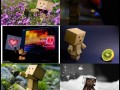 Danbo