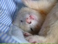 Ferrets 