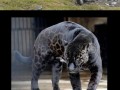 Melanistic
