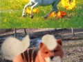 Zwierzęta jak pokemony