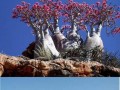 Alien island