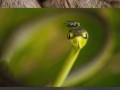 Natura