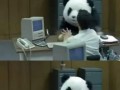 Never say no to panda