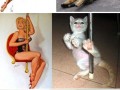 Pinup girls and cats
