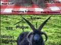 Anatomia