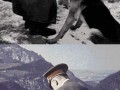 Hitler i zwierzęta