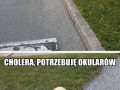 Jaki słodki pies