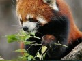 Czerwona panda