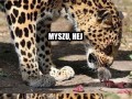 Myszu