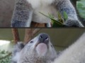 Misie koala i aparat