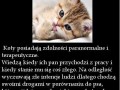 Dlaczego wolę koty