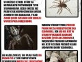 Akcja nie zabijam pająk moim przyjacielem