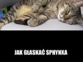 Sphynxeł