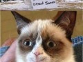 Zadowolony grumpy cat