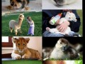 Sweet pets