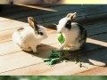 Bunnies