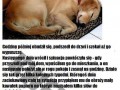 Historia pewnego psa
