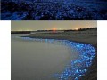 Japonia w meduzach