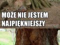 Przynajmniej nie jestem rudy