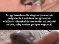 Zgubiona myszka