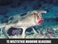 Blogerki