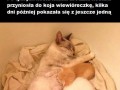 Kocia mamuśka adoptuje wiewiórki