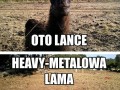 Heavymetalowa lama