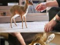 Dikdik